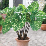 Elephant Ear Plants, Alocasia Colocasia Plant, Colocasia Alocasia Esculenta Taro for Indoor Outdoor Gardens, Dormant in Winter (Variegated Green Striking Foliage)