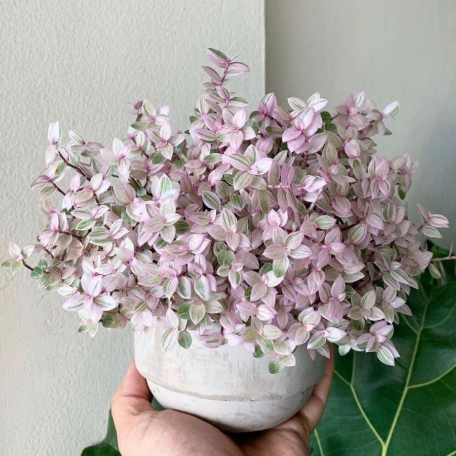 Pink Tradescantia Callisia Repens Plant, 2 Inch Pot, Pink Turtle Vine Succulent, Fully Rooted Live Houseplant for Indoor Planting