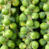 2 Brussels Sprouts Vegetable Plants Live, Garden Seedlings in 4 Inch Pot for Outdoor Growing