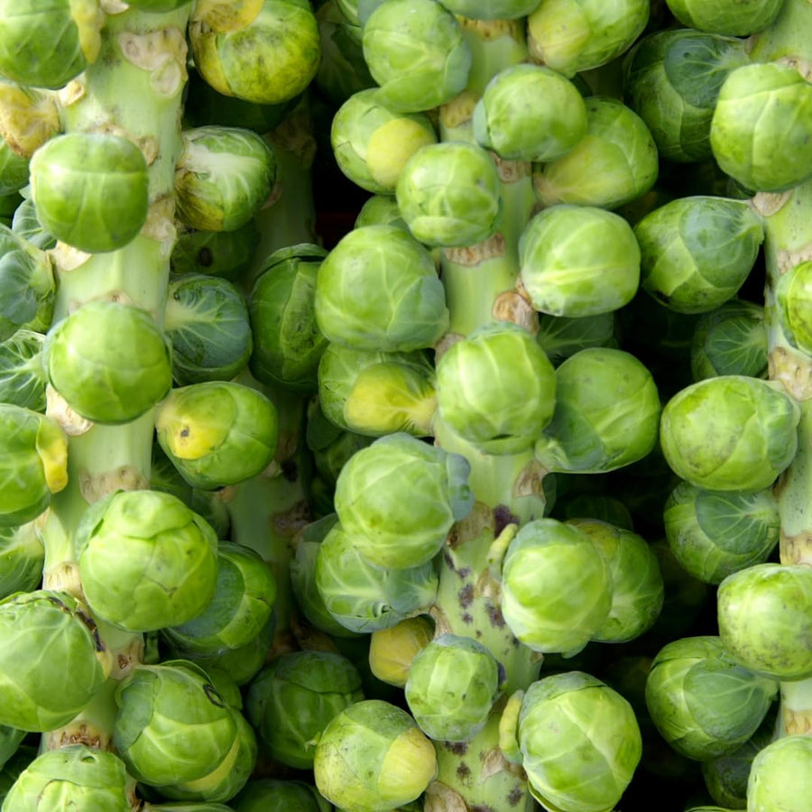 2 Brussels Sprouts Vegetable Plants Live, Garden Seedlings in 4 Inch Pot for Outdoor Growing