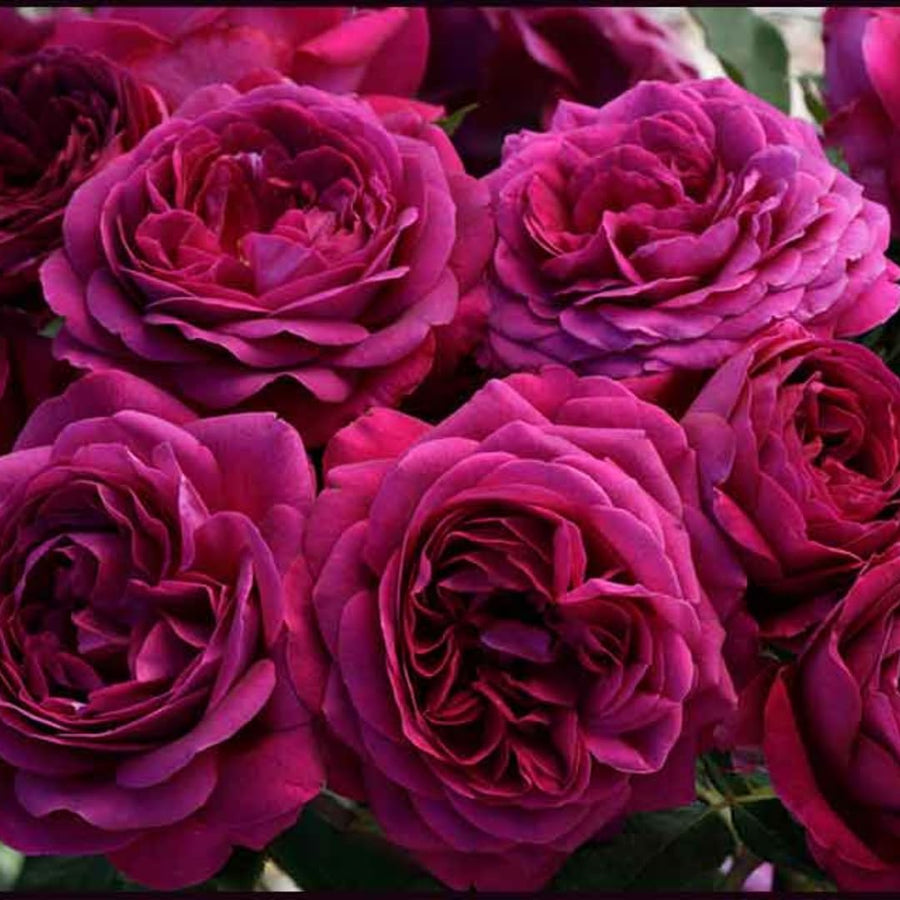 Deep Purple Climbing Rose Live Plant, Fragrant Rose Bush Ready to Plants, Zone 5 to 9, Size 5 to 7 Inches and Bare Root