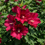 Red Rose of Sharon Plants Live, Rose of Sharon Tree Live Plant, 8-10 Inc Tall, Hardy Althea Flowers for Indoor Outdoor Planting