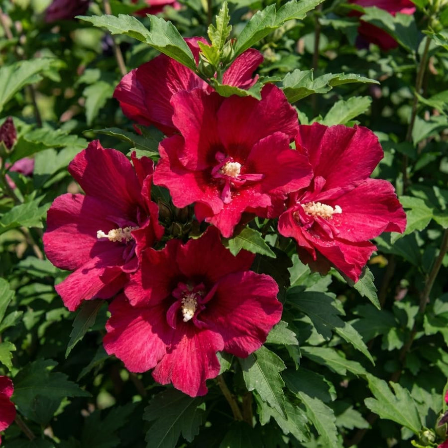 Red Rose of Sharon Plants Live, Rose of Sharon Tree Live Plant, 8-10 Inc Tall, Hardy Althea Flowers for Indoor Outdoor Planting