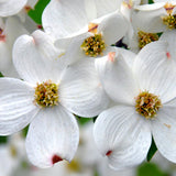 White Dogwood Tree Live Plant 1 Year Old in Quart Pot, 6-12" in Tall, Dormant in Winter, Spring Blooms
