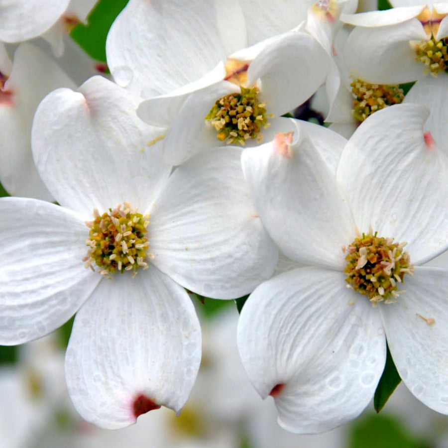 White Dogwood Tree Live Plant 1 Year Old in Quart Pot, 6-12" in Tall, Dormant in Winter, Spring Blooms