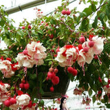 Hardy Fuchsia Plants Live Hanging Basket, White Red Fuchsia Plant Pot, 5 Inches Pot, Perennial Colorful Flower Plant