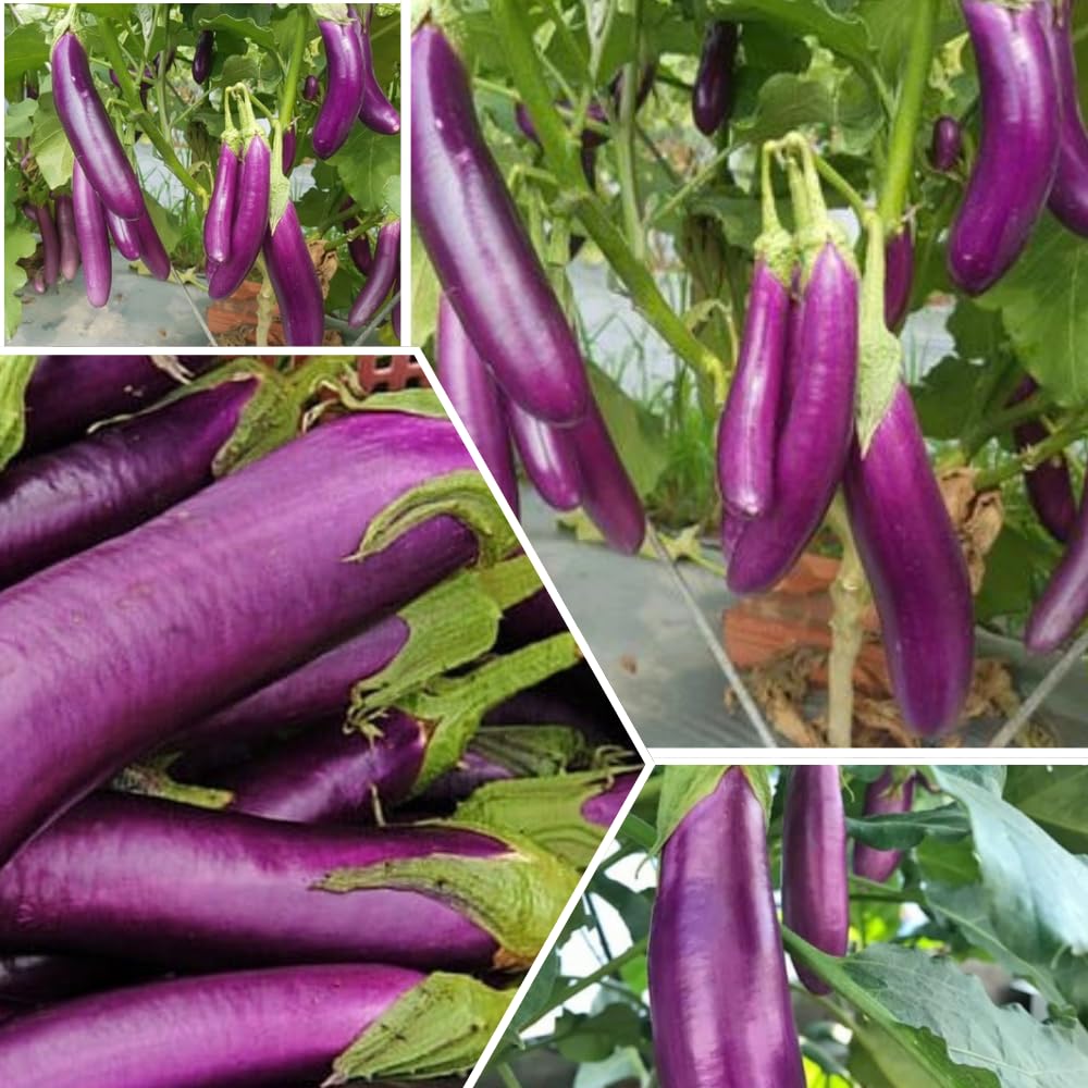 Eggplant Plant Live in 4" Pot, Long Purple Eggplants Live Plant for Outdoor Planting, Live Vegetable Plant, 4-8 Inch Tall, Well-Rooted and Hardy Eggplant Tree