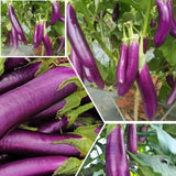 Eggplant Plant Live in 4" Pot, Long Purple Eggplants Live Plant for Outdoor Planting, Live Vegetable Plant, 4-8 Inch Tall, Well-Rooted and Hardy Eggplant Tree