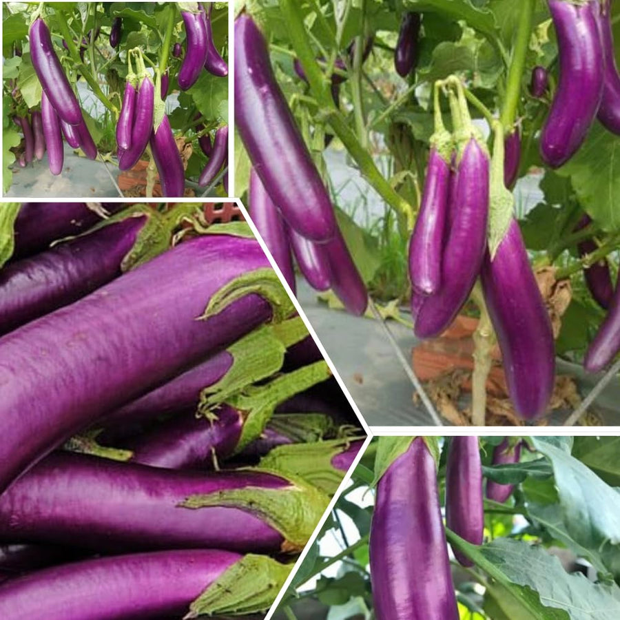 Eggplant Plant Live in 4" Pot, Long Purple Eggplants Live Plant for Outdoor Planting, Live Vegetable Plant, 4-8 Inch Tall, Well-Rooted and Hardy Eggplant Tree