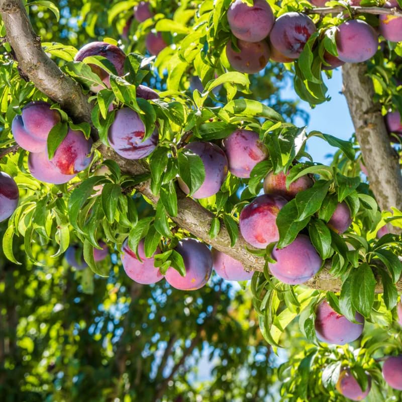 Methley Plum Tree Live Plant, Bareroot 18-24 Inch Tall, Hardy Plum Plant Live for Planting, Dormant, No Leaf