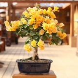 Bougainvillea Live Plant, Bougainvillea Flowering Vine Well Rooted 4-8 Inch Tall - Gold