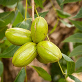 Pecan Tree Live Plant, 10-12 Inches Tall, Edible Nut Tree, Pecan Tree Seedling for Outdoor Planting, Ready to Grow