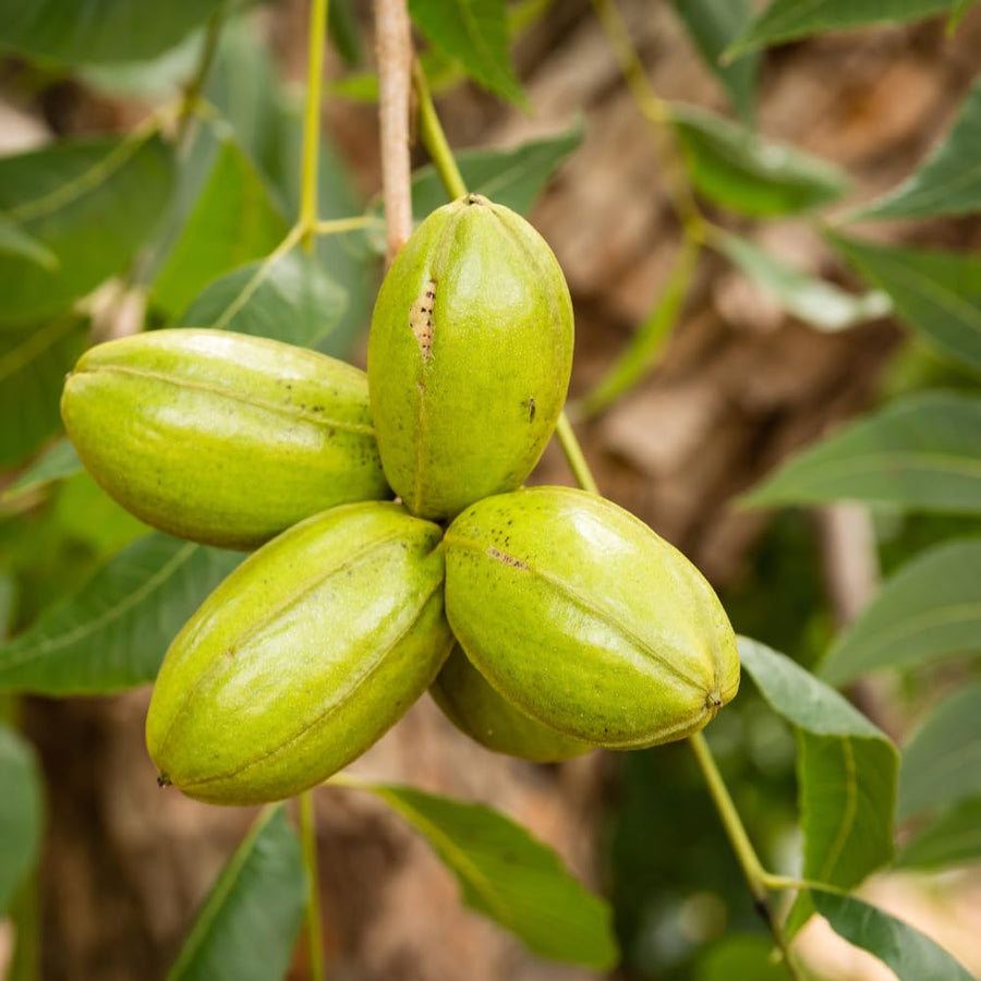 Pecan Tree Live Plant, 10-12 Inches Tall, Edible Nut Tree, Pecan Tree Seedling for Outdoor Planting, Ready to Grow