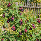 Pack of 2 Serviceberry Tree Live Plant, Serviceberry Plant, Bare Roots, 2-3 Years Old Plant, 16-24 Inc Tall, Sweet Edible Berries for Outdoor Garden