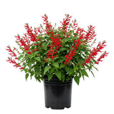 2 Salvia Plants, Pineapple Salvia Live Plants, 4-6 Inches Tall, 4 Inches Pot, Long Blooming Red Flowers for Indoor Outdoor Growing