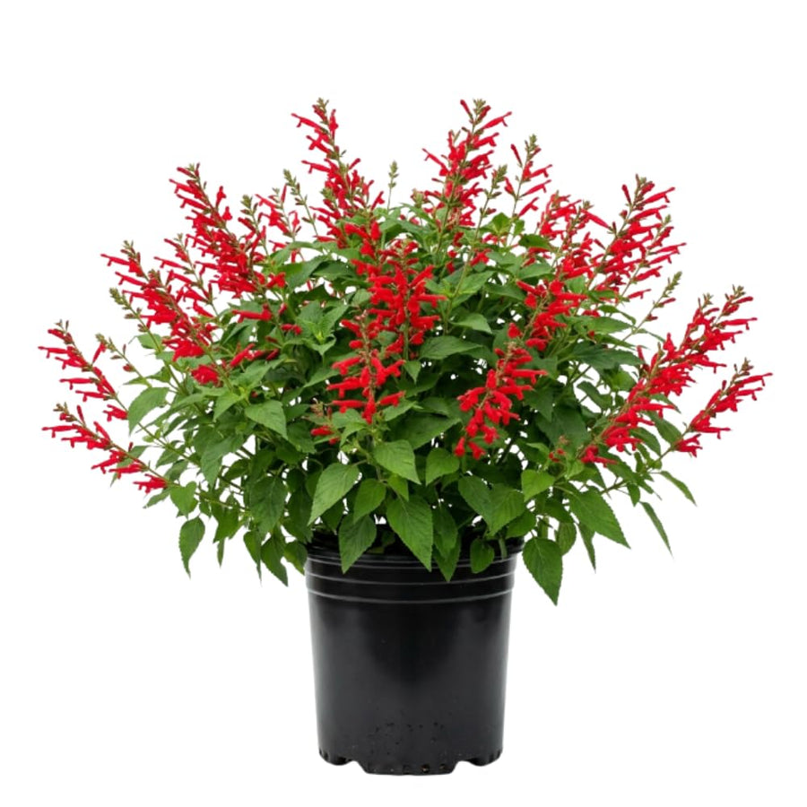 2 Salvia Plants, Pineapple Salvia Live Plants, 4-6 Inches Tall, 4 Inches Pot, Long Blooming Red Flowers for Indoor Outdoor Growing