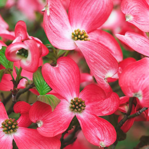 Pink Dogwood Tree Live Plant for Planting Outdoor, 8-14 Inch Tall, in Quart Pot, Dogwood Live Plant Dogwood Bush, Dogwood Plant Live
