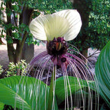 Pack 2 White Tacca Chantrieri Plants Live, Black Orchid Bat Flower 3-6 Inches, Indoor Houseplant, Outdoor Planting