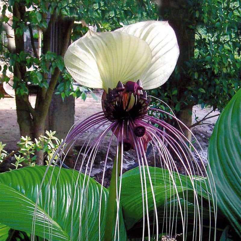 Pack 2 White Tacca Chantrieri Plants Live, Black Orchid Bat Flower 3-6 Inches, Indoor Houseplant, Outdoor Planting