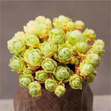 Pack 2 Mountain Rose Cactus Live Plants, Very Rare Succulent with Rose Shape and Green Color in 2" Pot, Stater Plant