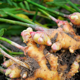 9 Edible Root Plants of Ginger Roots, Turmeric Roots, Jerusalem Artichoke Tubers, Large Size, Fresh & Ready to Grow in Garden, Each Types 3 Tubers Rhizomes