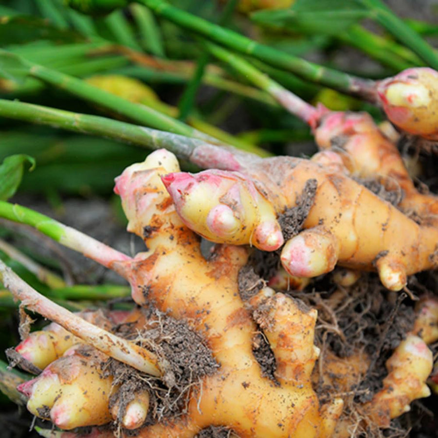9 Edible Root Plants of Ginger Roots, Turmeric Roots, Jerusalem Artichoke Tubers, Large Size, Fresh & Ready to Grow in Garden, Each Types 3 Tubers Rhizomes