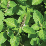 6 Holy Basil Plants Live, Tulsi Basil Perennial Herb, 3-6 Inch Tall Home Garden