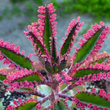 Kalanchoe Live Plant, Kalanchoe Mother of Thousands, Variegated Succulent Houseplant Indoor, 2 Inch Pot (Pink)
