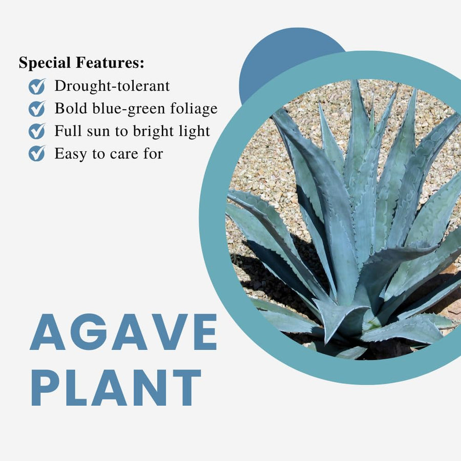Set 4 Blue Agave Plants Live, Agave Live Plant, Easy Care Succulent Plant, 3 to 5 Inches Tall, Indoor Outdoor Growing