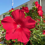 Deep Red Hibiscus Plant Live, Hardy Hibiscus Flowers for Outdoor Landscapes, 5-9 Inch Height, Ornamental Hibiscus Bush Shrub, Well-Rooted, No Pot