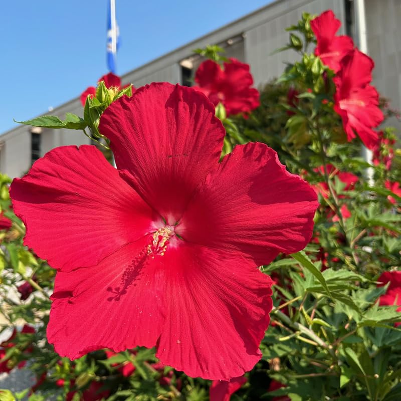 Deep Red Hibiscus Plant Live, Hardy Hibiscus Flowers for Outdoor Landscapes, 5-9 Inch Height, Ornamental Hibiscus Bush Shrub, Well-Rooted, No Pot
