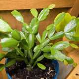 Random Easter Cactus Plant Live, Holiday Blooming Indoor Plants Live Houseplants, Succulents Well-Rooted 5-8" Tall, No Pot