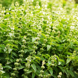 Holy Basil Live Plant, Tulasi Herb Plant in 4 Inch Pot, Fully Rooted 4-8 Inches, Garden or Container Growing