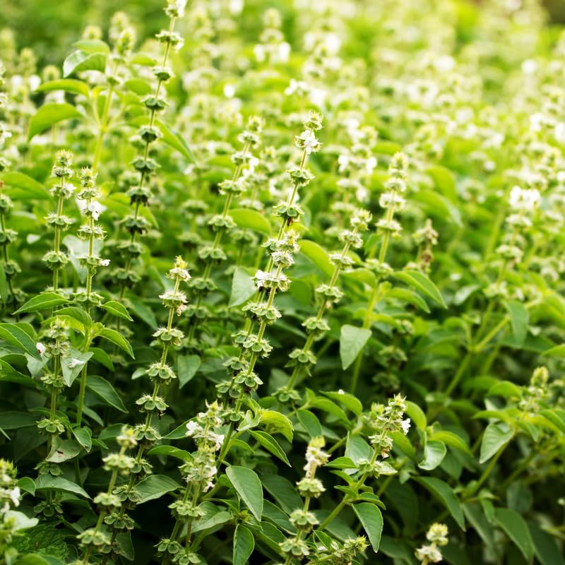 Holy Basil Live Plant, Tulasi Herb Plant in 4 Inch Pot, Fully Rooted 4-8 Inches, Garden or Container Growing