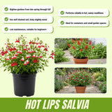 2 Salvia Plants, Hot Lips Salvia Live Plants, 4-6 Inches Tall, 4 Inches Pot, Long Blooming Red White Flowers for Indoor Outdoor Growing