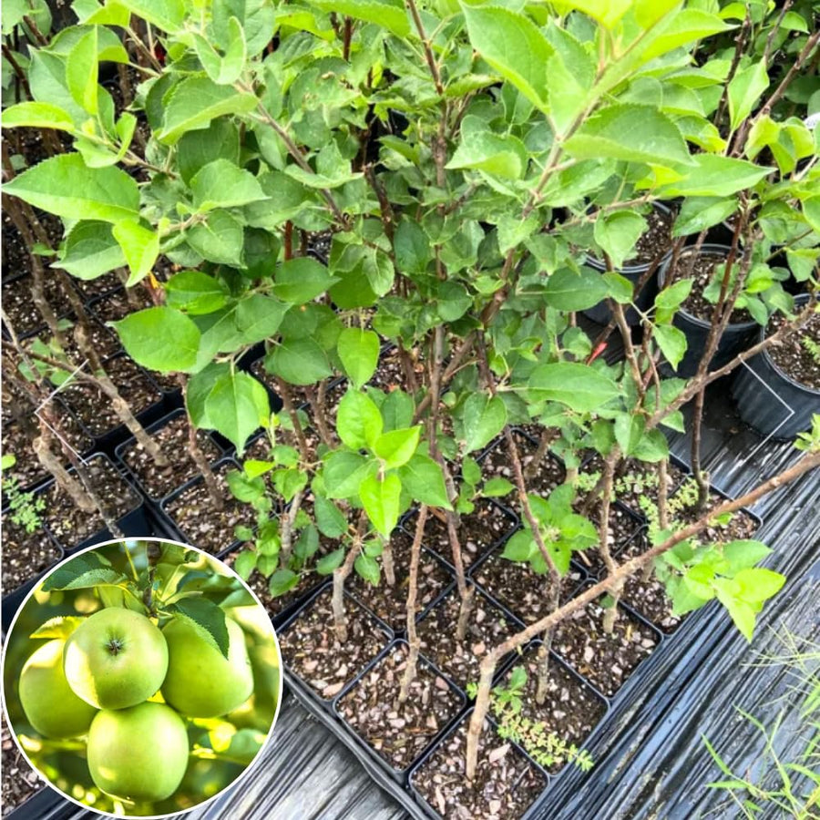 Green Apple Tree Live Plant, Sweet Apple Plant Live for Planting 2-3 Feet Tall, Gallon Pot, Live Apple Tree Plant, Apple Fruit Tree
