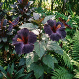 Set 7 Hibiscus Cuttings, Hardy Hibiscus Plants Live, Vibrant Blooming Flower, Well-Rooted Plant for Home Garden Indoor Outdoor (Black)