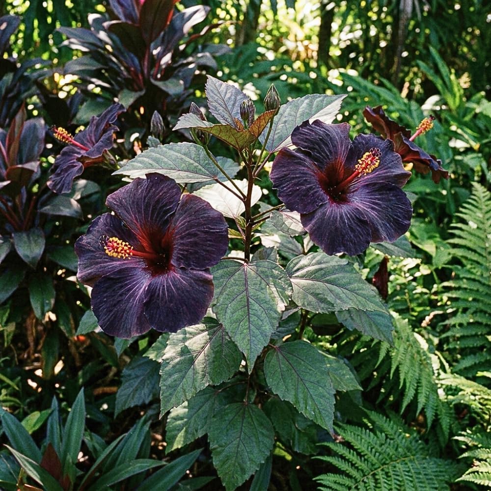 Set 7 Hibiscus Cuttings, Hardy Hibiscus Plants Live, Vibrant Blooming Flower, Well-Rooted Plant for Home Garden Indoor Outdoor (Black)