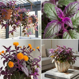 4 Purple Passion Plants Live, Gynura Aurantiaca Houseplant, Purple Velvet Foliage Indoor Tropical Plant, Trailing Vine Plant for Home Garden