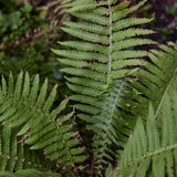 10 Lady Fern Roots, Fern Root for Shade Gardens, Landscape Borders and Container Growing