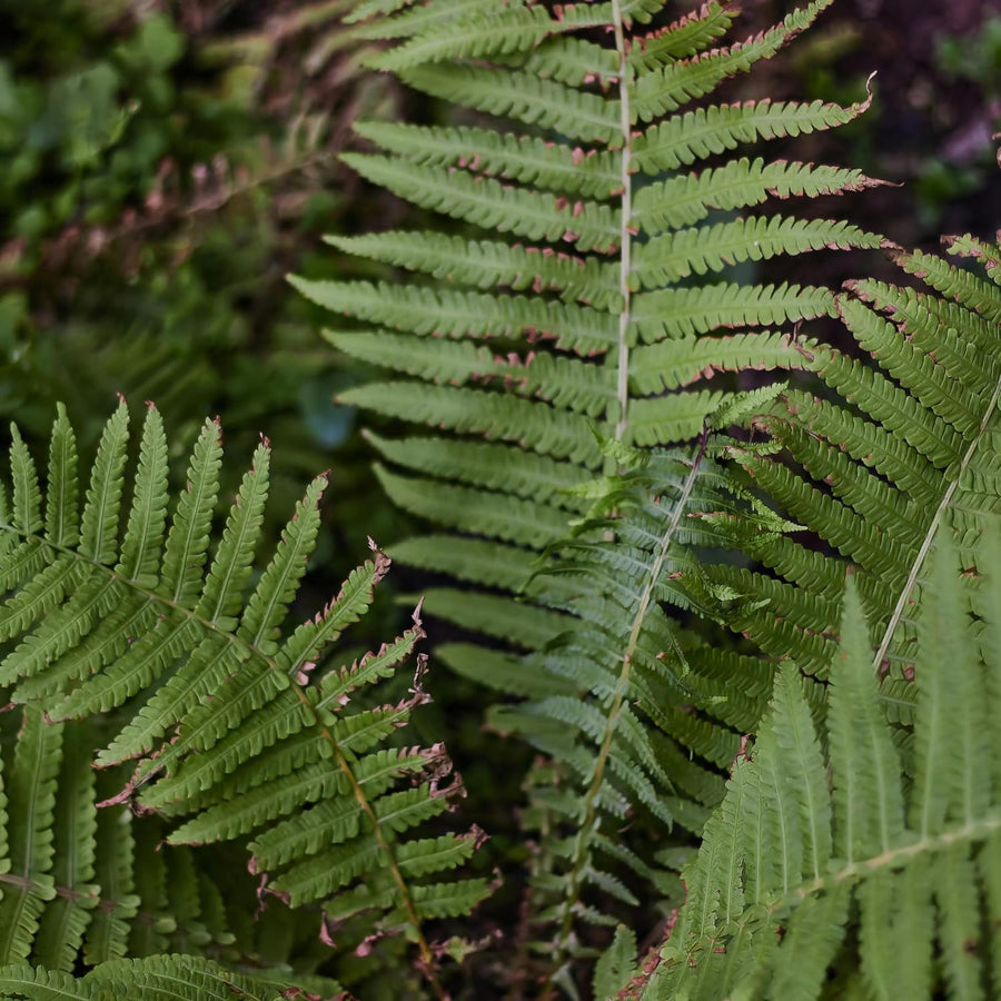 10 Lady Fern Roots, Fern Root for Shade Gardens, Landscape Borders and Container Growing