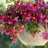 4 Fuchsia Flower Plants from 4 Inches Tall, Purple Red Fuchsia Plants Live