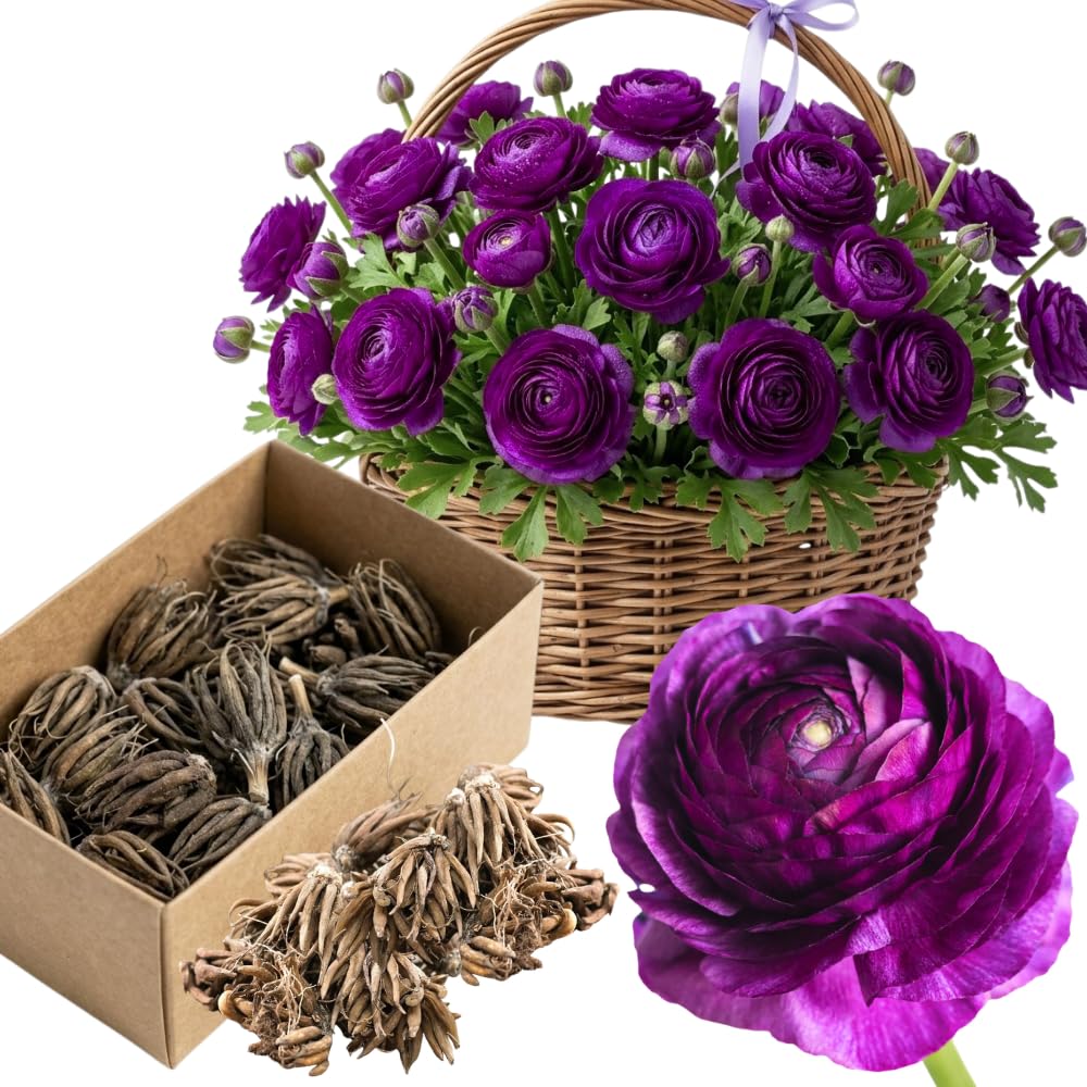 Ranunculus Bulbs, 25 Ranunculus Bulbs, French Peony Style Buttercup Corms, Spring Blooming Garden Flowers, Vibrant Flower Plant (Purple Ranunculus)