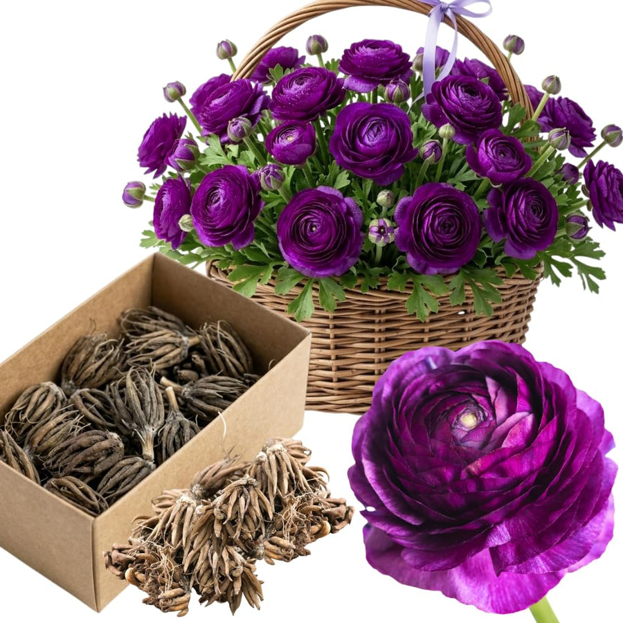 Ranunculus Bulbs, 25 Ranunculus Bulbs, French Peony Style Buttercup Corms, Spring Blooming Garden Flowers, Vibrant Flower Plant (Purple Ranunculus)