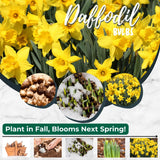 Set 30 Daffodil Bulls for Planting, Top Size Narcissus Flower Bulbs, Perennial Spring Flowers, Cold Hardy, Ideal for Gardens, Pots and Landscaping (Bright Yellow)