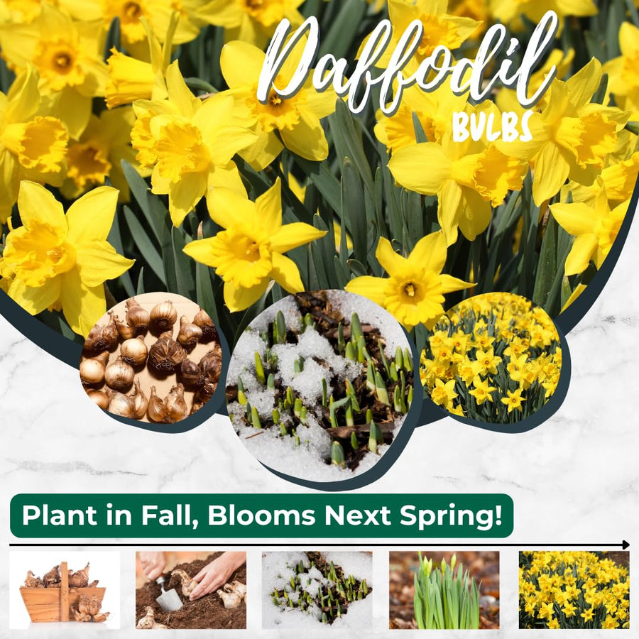 Set 30 Daffodil Bulls for Planting, Top Size Narcissus Flower Bulbs, Perennial Spring Flowers, Cold Hardy, Ideal for Gardens, Pots and Landscaping (Bright Yellow)