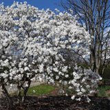 Star Magnolia Tree Live Plant in 2.5 Inches Pot, Dormant in Winter, 6-12 Inches in Tall, Ornamental Spring Flowering Tree, Outdoor