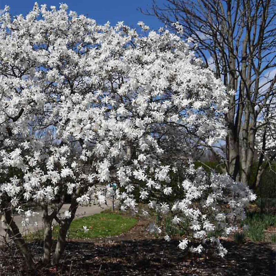 Star Magnolia Tree Live Plant in 2.5 Inches Pot, Dormant in Winter, 6-12 Inches in Tall, Ornamental Spring Flowering Tree, Outdoor