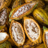 6 Months Old Theobroma Cacao Tree Plant Live, High Yield Cocoa Chocolate Trees Live Plants 8" Tall in Half Gallon Pot, Outdoor Indoor Growing, No CA