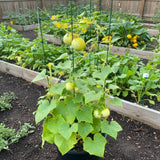 2 Cucumber Plants Live for Planting, Lemon Cucumber Live Plant in 4 Inches Pot, Well Rooted from 6 to 8 Inches Tall for Vegetable Garden, Cucumbers Starter Plant